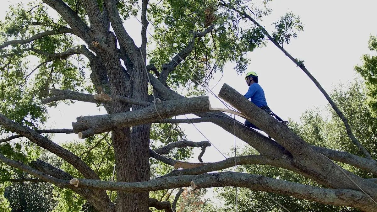 Professional Crown Thinning performed by certified arborists in Faison